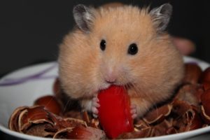 Hamster stuffing cheeks with food.