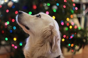 pet christmas gifts