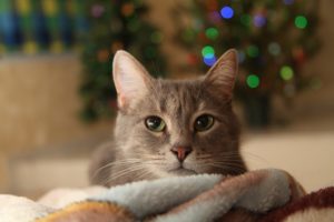 pet christmas gifts