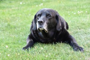 preventing dog arthritis