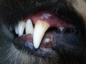 Dog Teeth and Gums