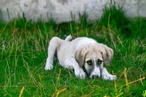 Dog in Grass