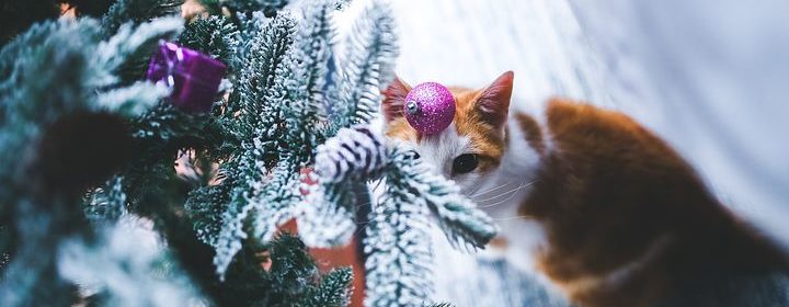 Keep Your Pets Safe During the Holidays